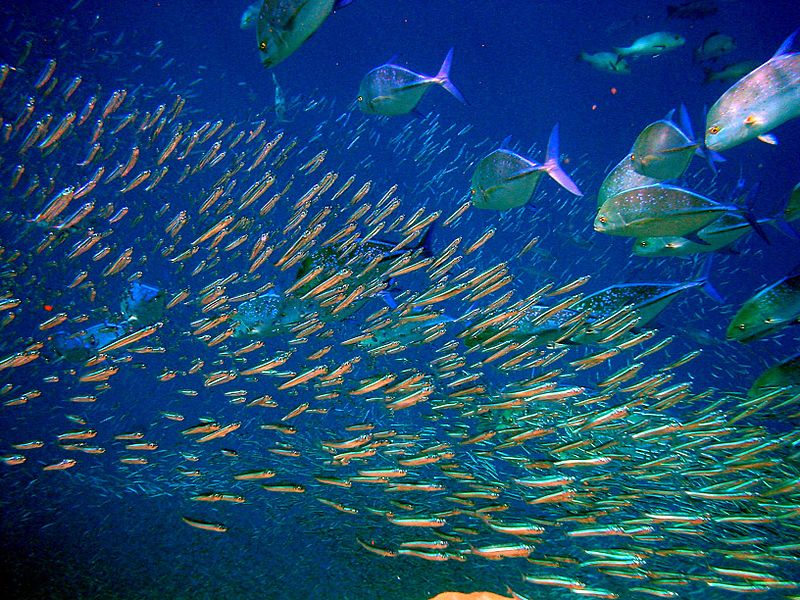Kleine Fische, größere Fische / Foto: Moofushi Kandu, Maldives, wikimedia, CCL